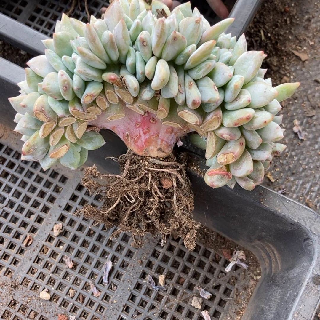 4-31星影缀一物一拍