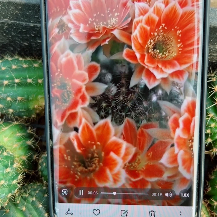 12丽花貂蝉歪无根侧芽2一3公分左右20包邮
