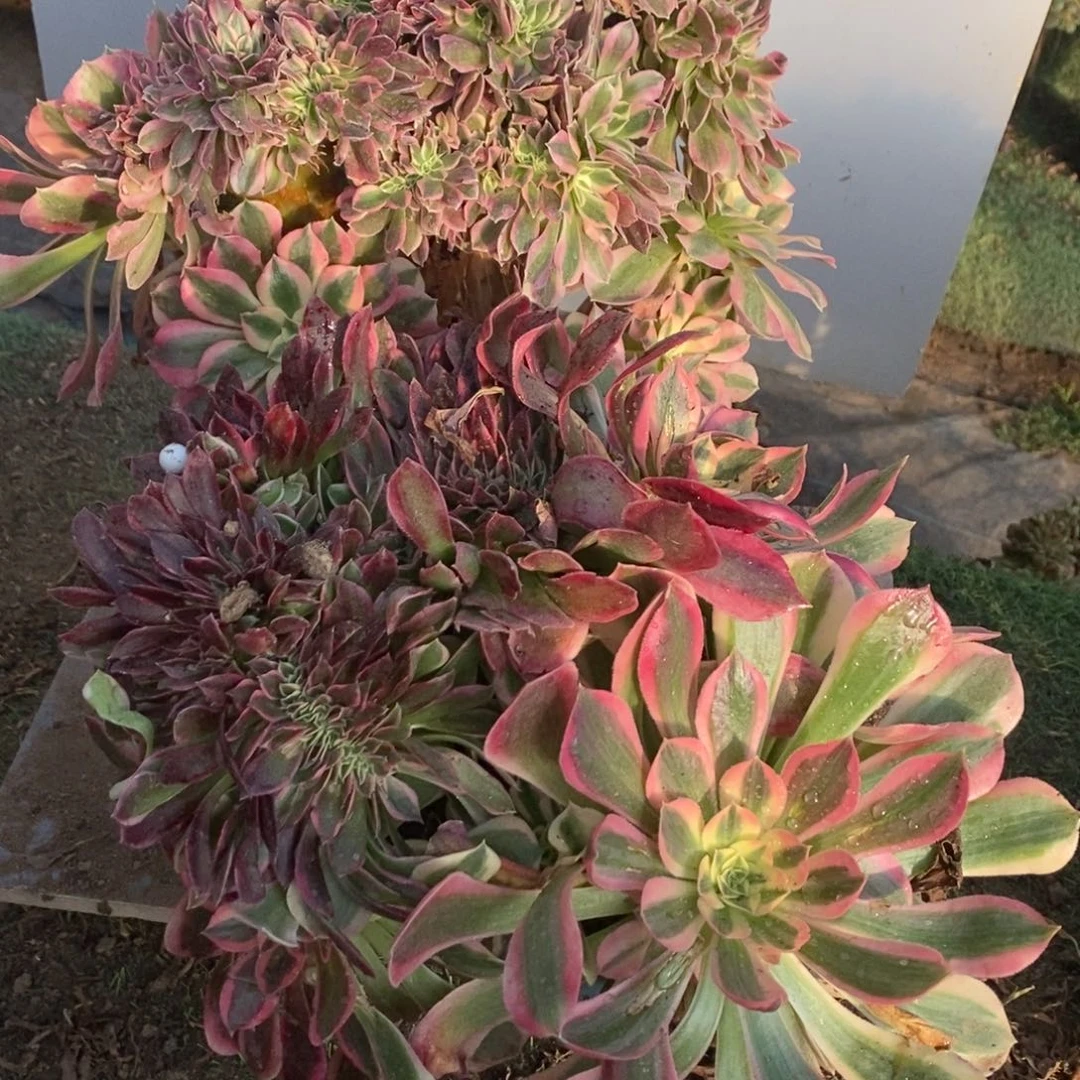 1847号粉女巫➕女神1颗