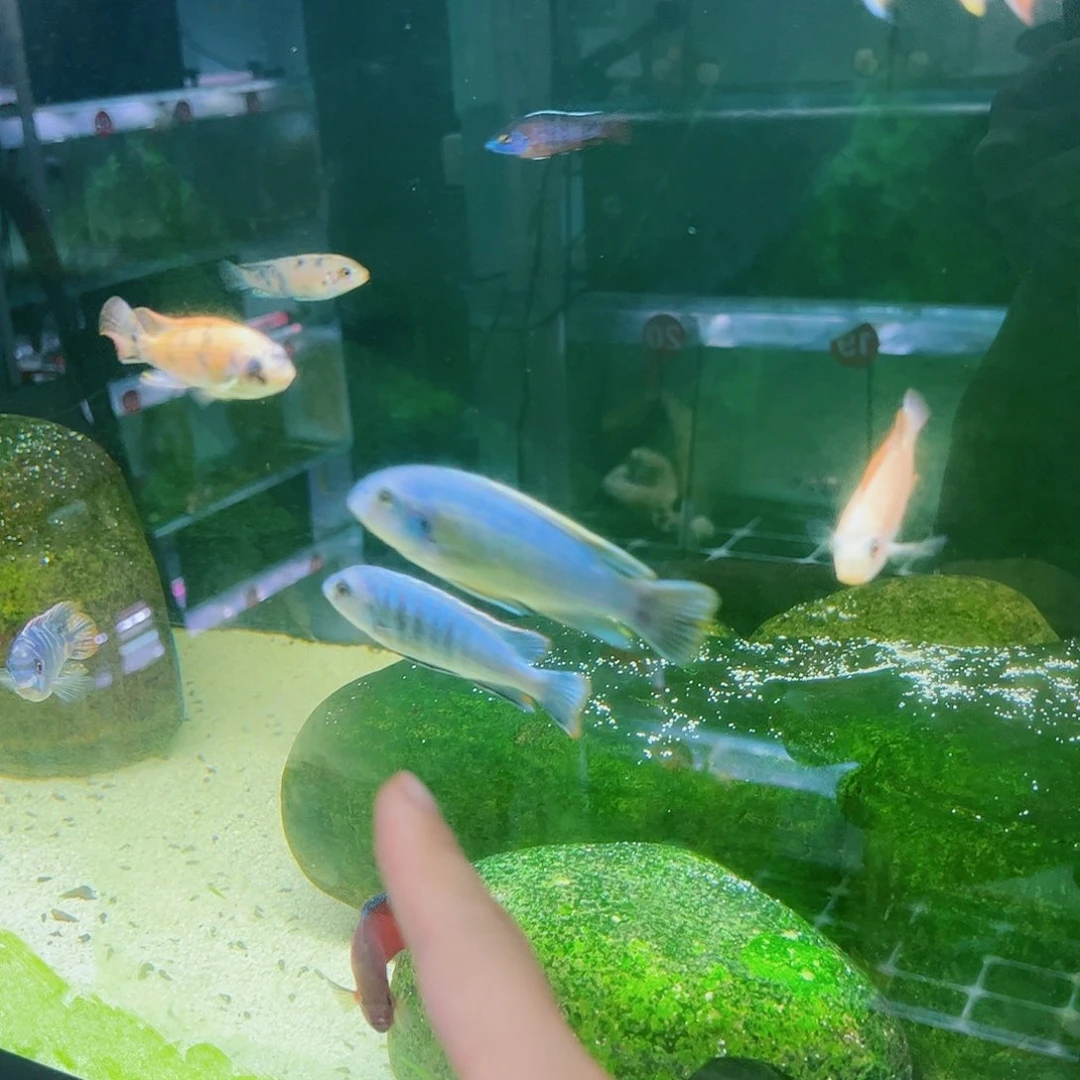 慈鲷精****儿巨人王子公