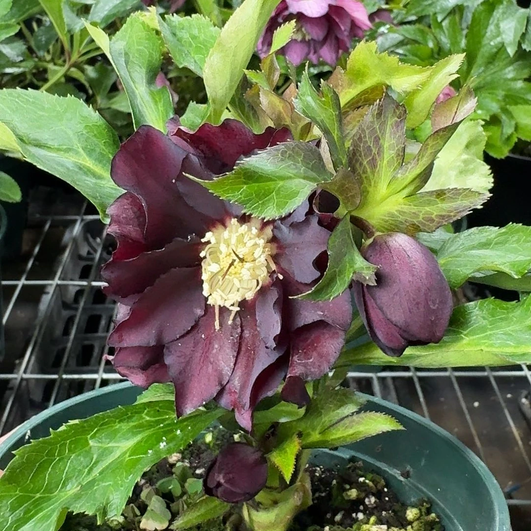 恋***香少量花朵（建议范围：2朵-5朵 或40%以下）5161