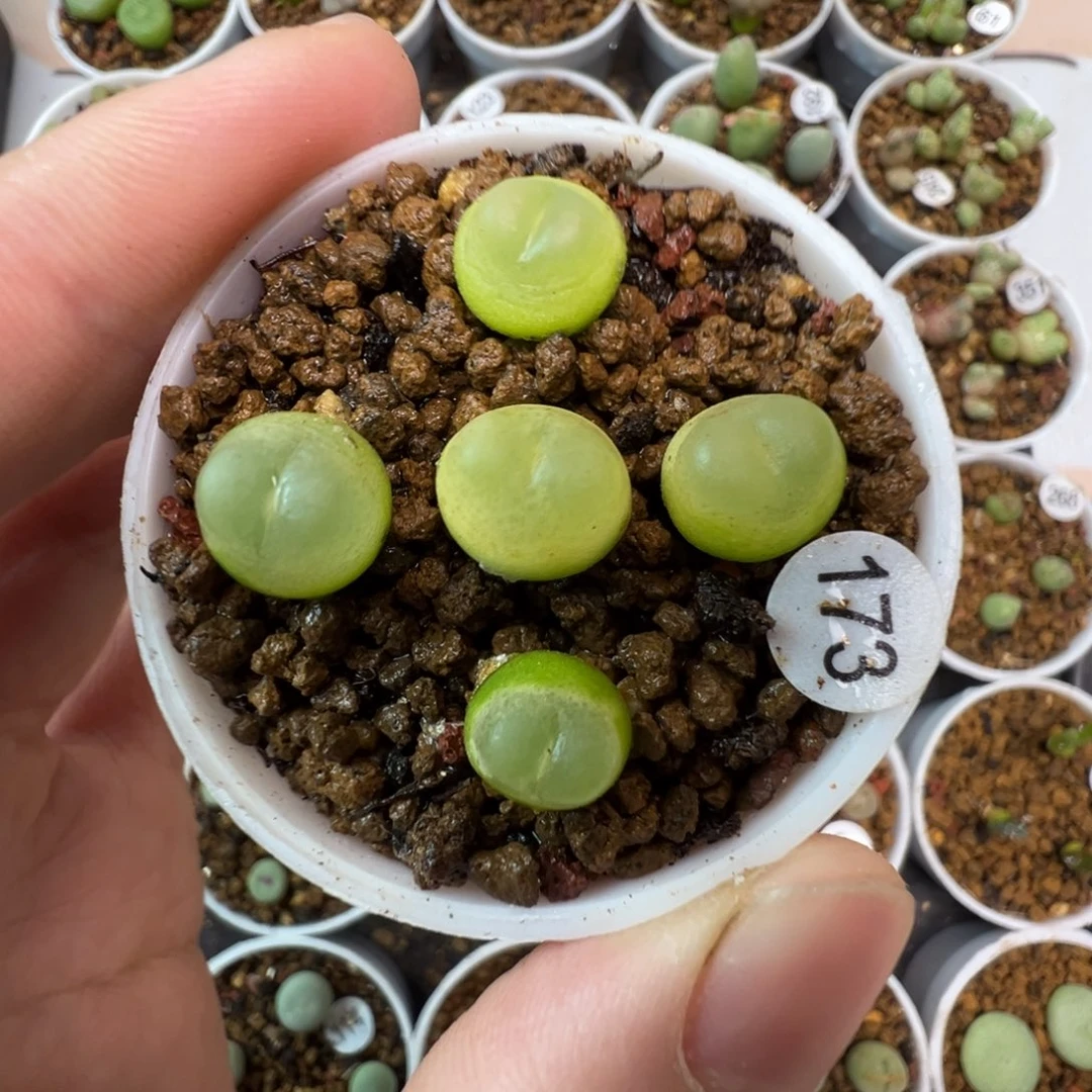 拉登一颗脱土17300000