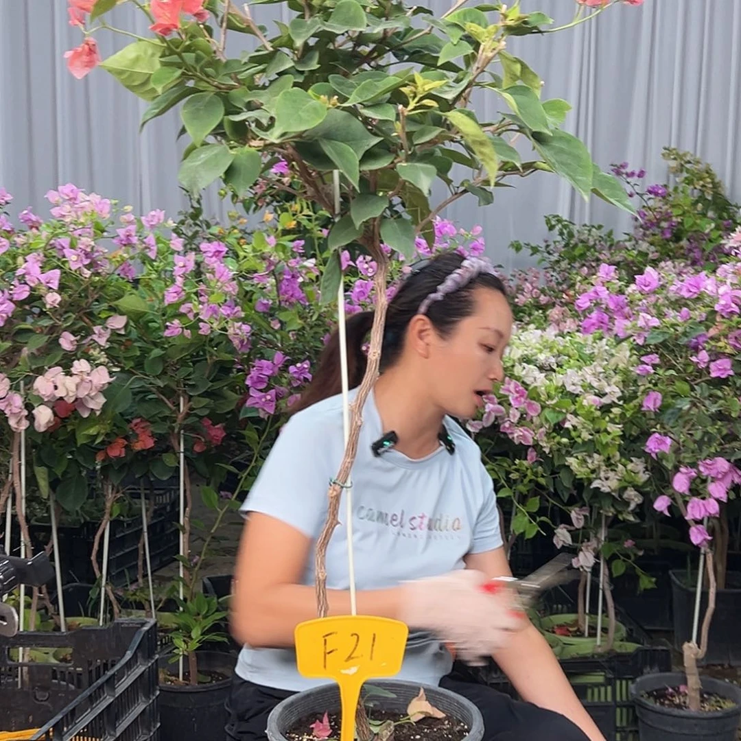 深***影大部分花苞少量开放F21不甜