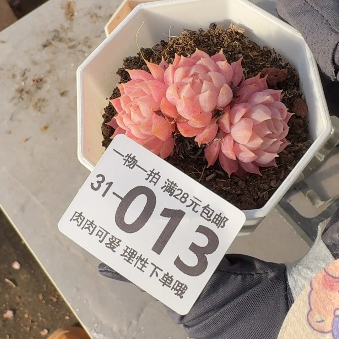 朱砂痣无盆土发货无盆