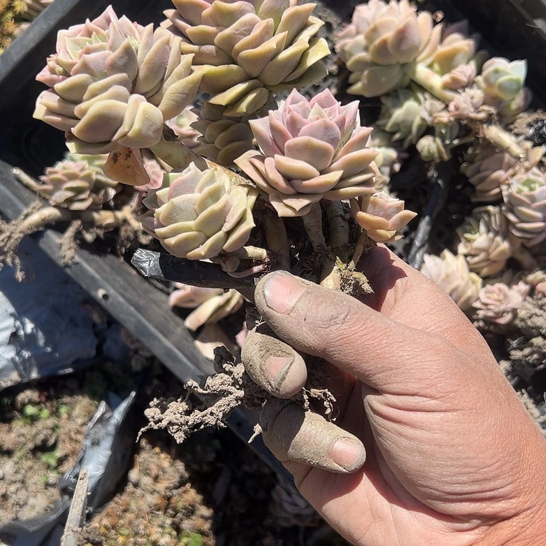 5颗整装可爱玫瑰不售后