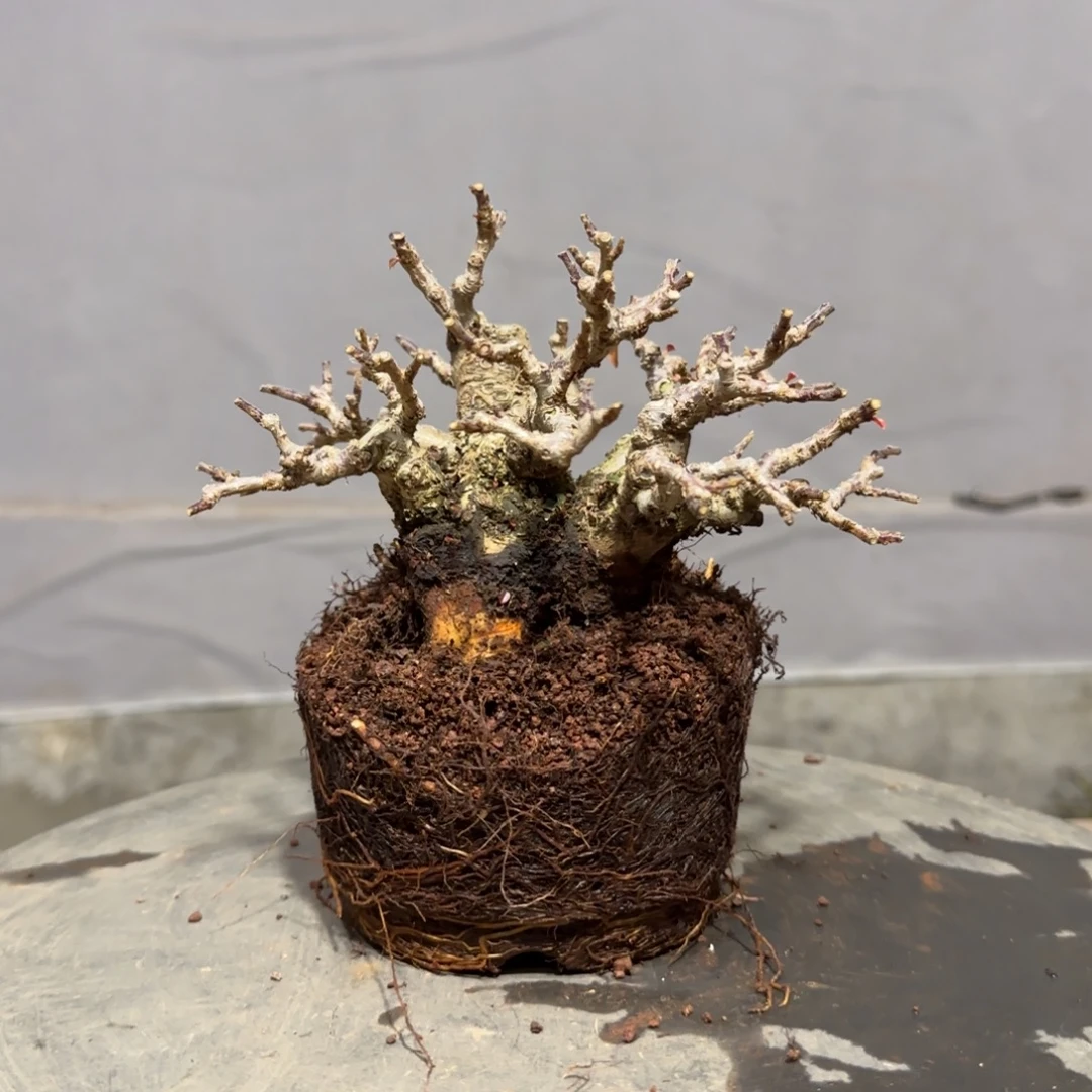 轻***松红花大果荀子西施
