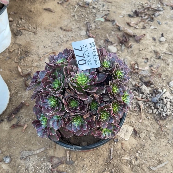 770安娜小手捧1号棚