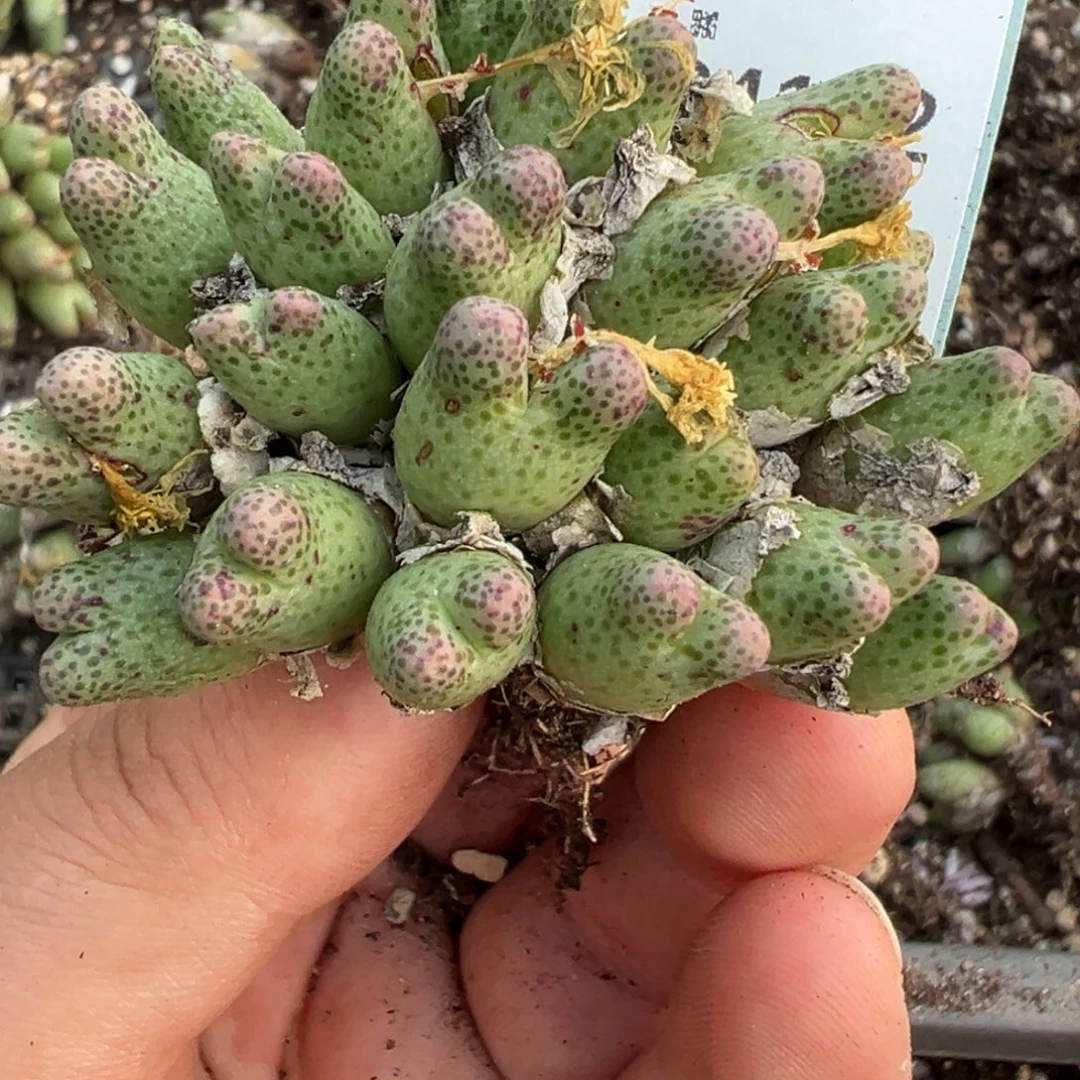 24-132肉锥多肉植物大战