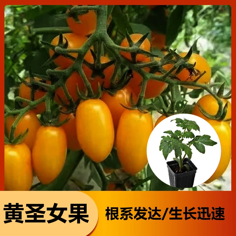 【直播福利20颗精选番茄秧苗】大红大粉红圣女黄圣女番茄秧苗