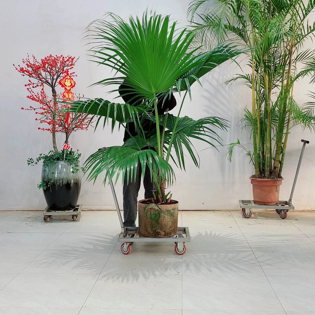 小****9椰子树椰子树剧场举行会谈复印机