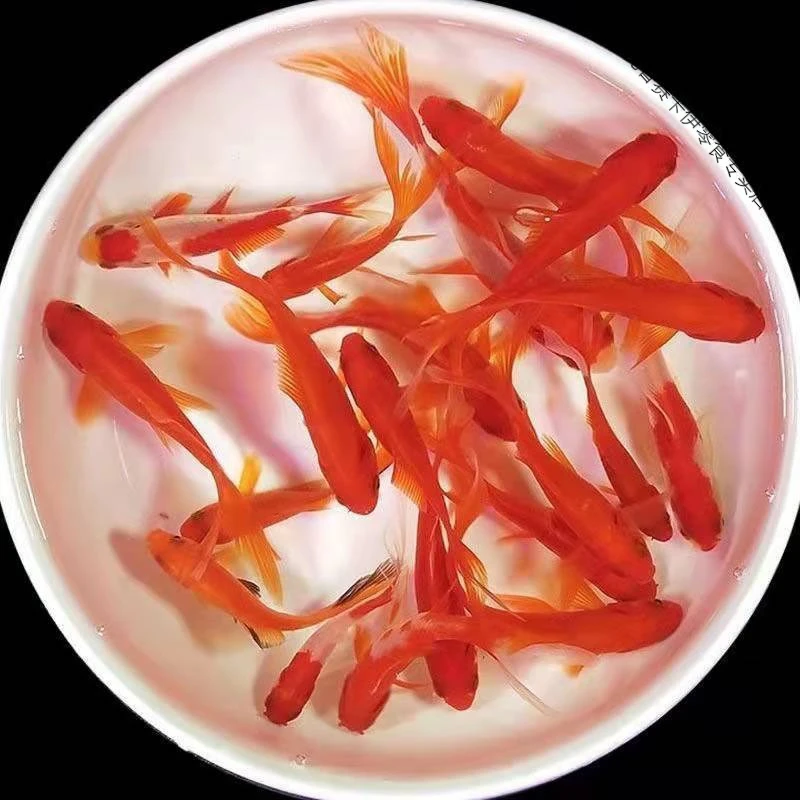 20条大尺寸5-7厘米胭脂红金鱼混搭皮实耐活冷水观赏鱼渔场直发