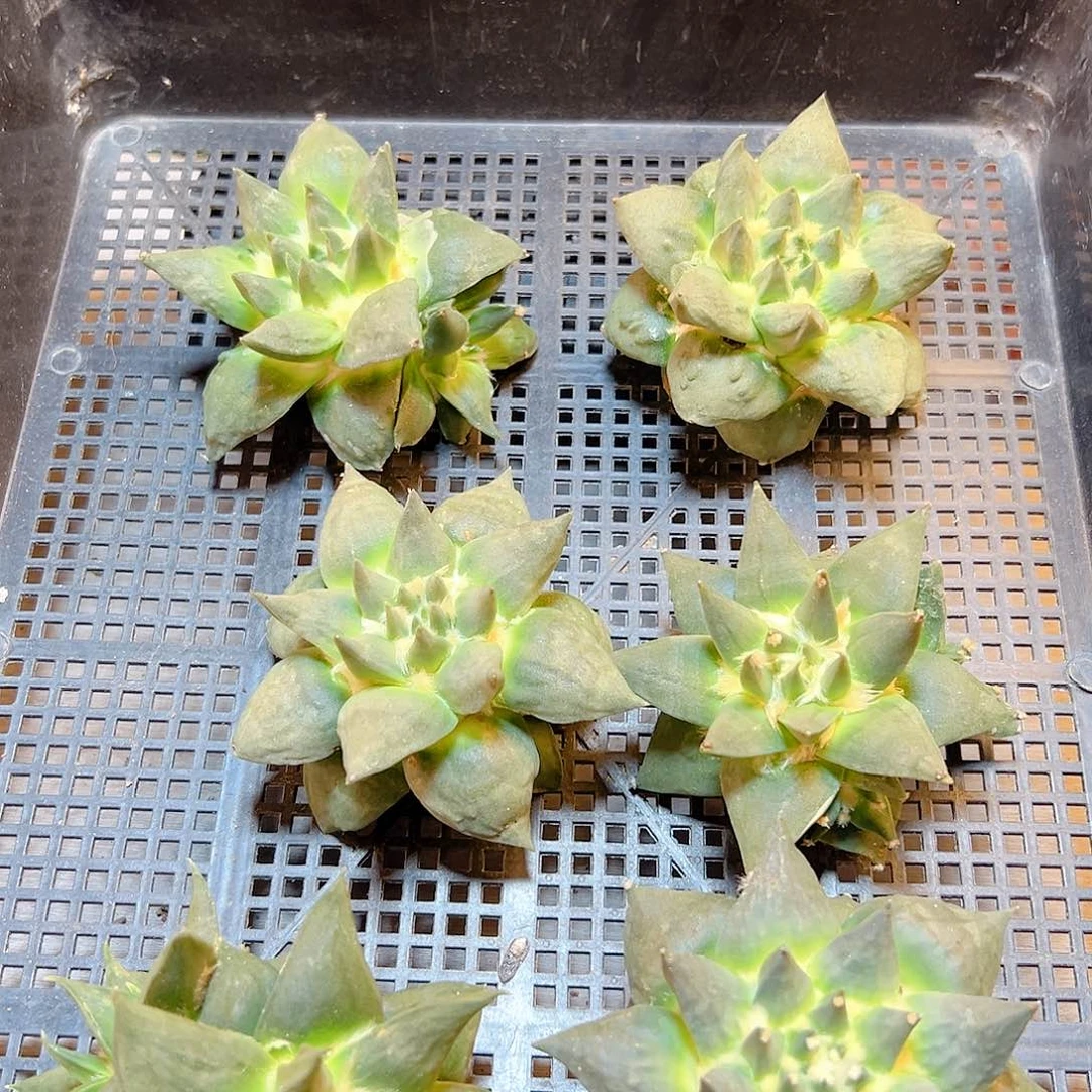 苗接龙牙杂无根7公分1颗