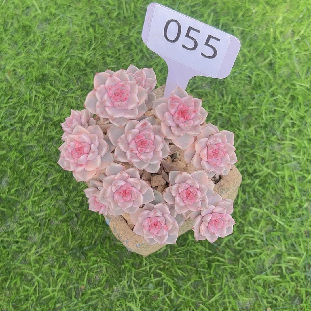 C**y055红粉佳人锦68