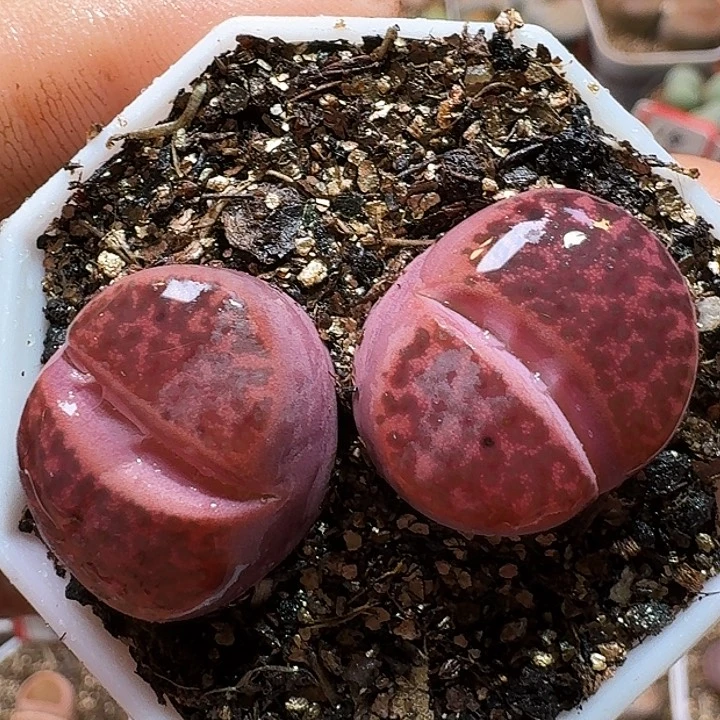 生石花1111111。  122