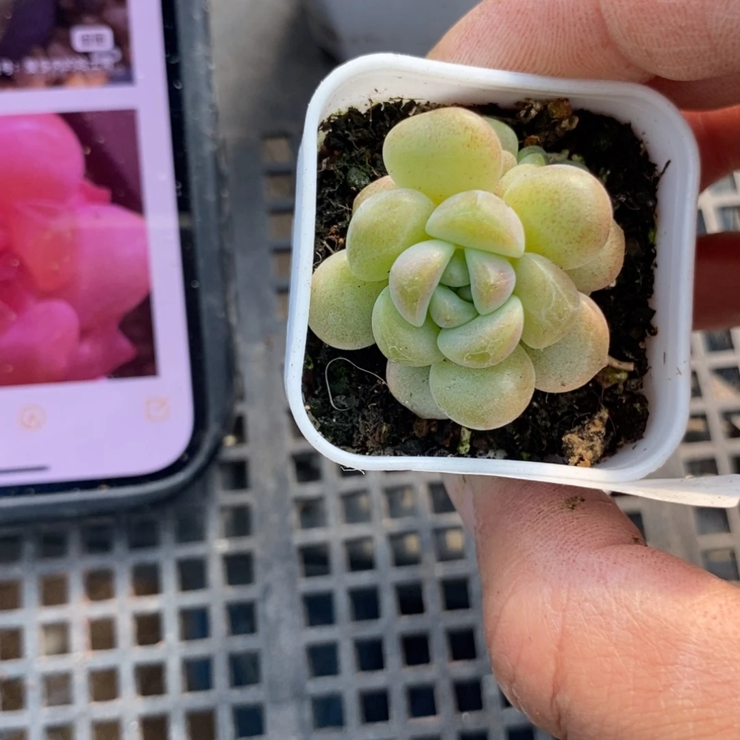 标签620伊人泪一个原盆土