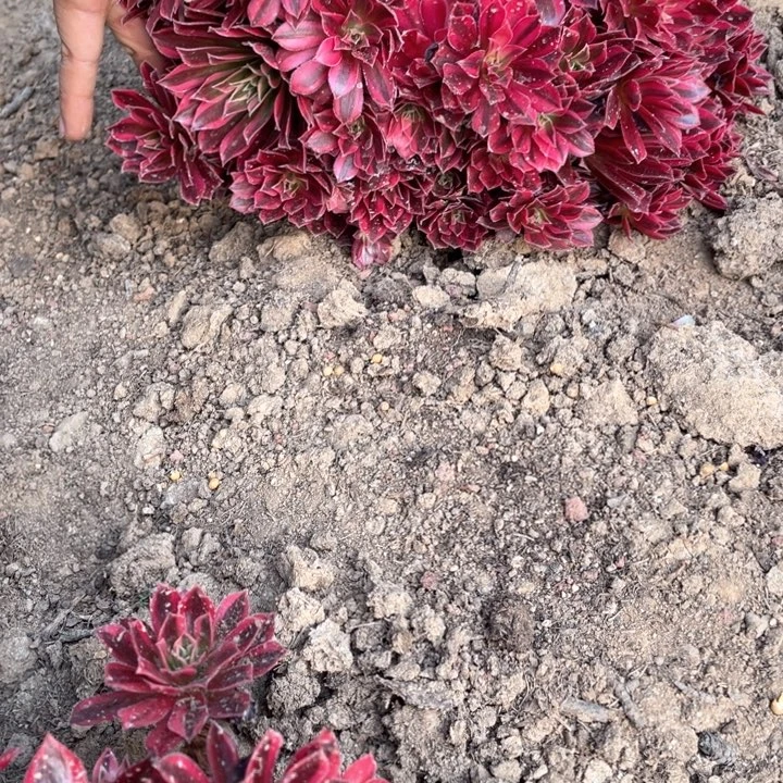 030云雀多肉法师丛林一组