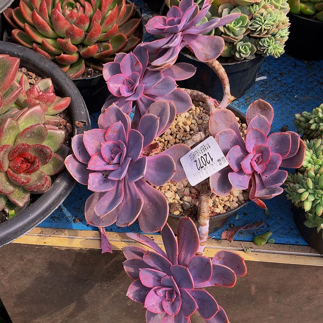 紫丁香多肉12072