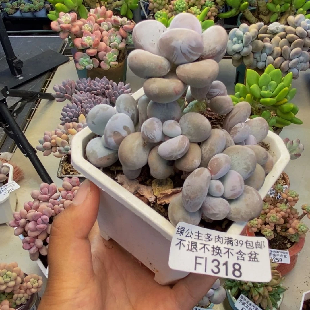 318水光针多肉8cm
