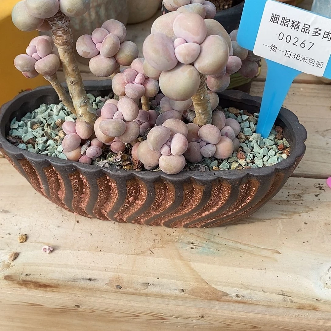 267通过户籍咯Tom我小雨