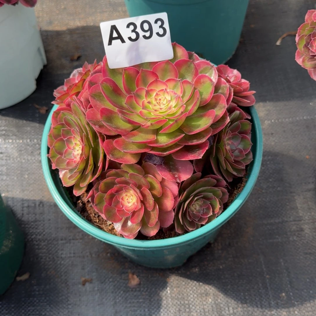 邹***393多肉植物荔枝法师