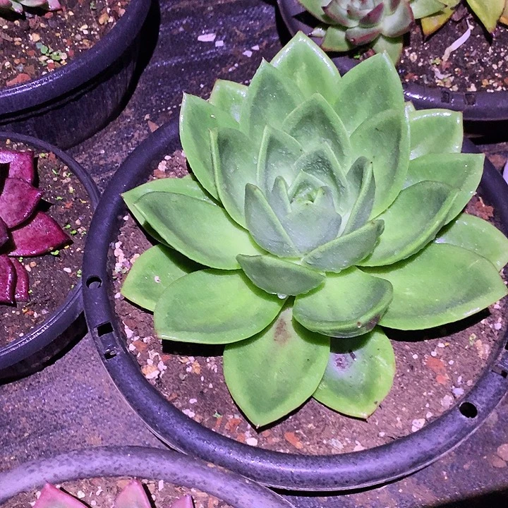 美肉特价活动开始啦