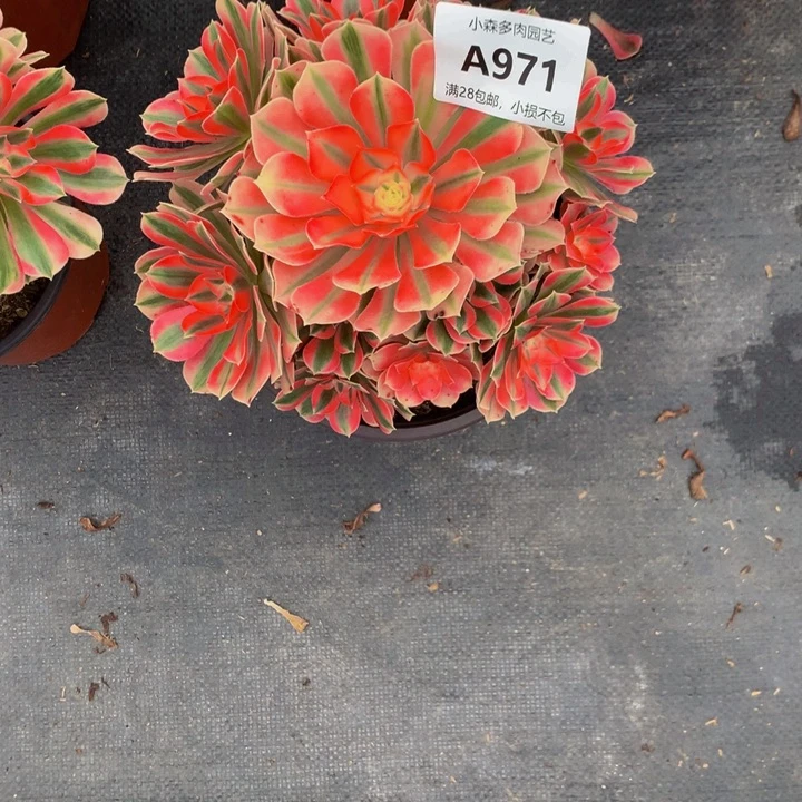 心****馆女巫法师971