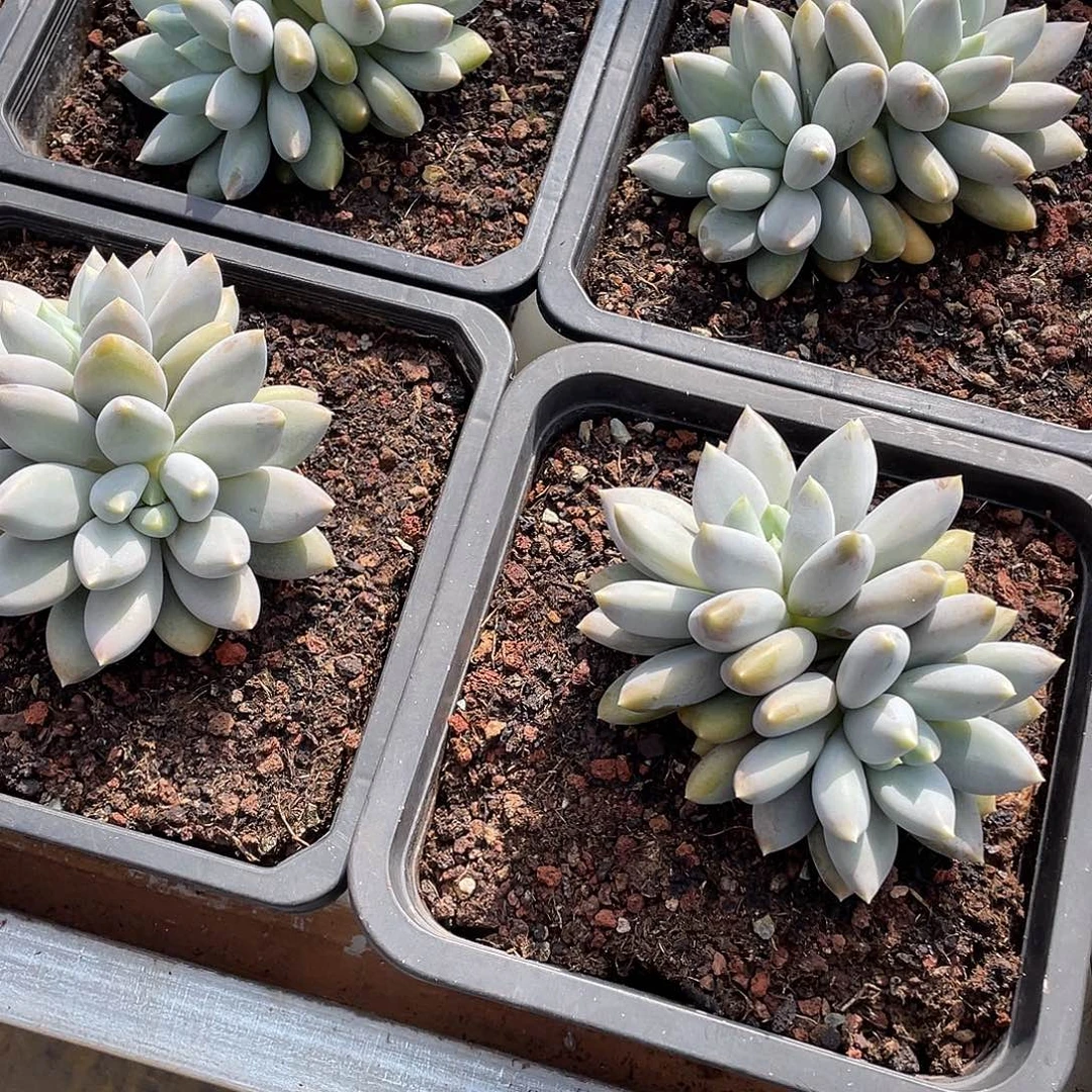 胖体哥特萝莉双头14厘米可挑