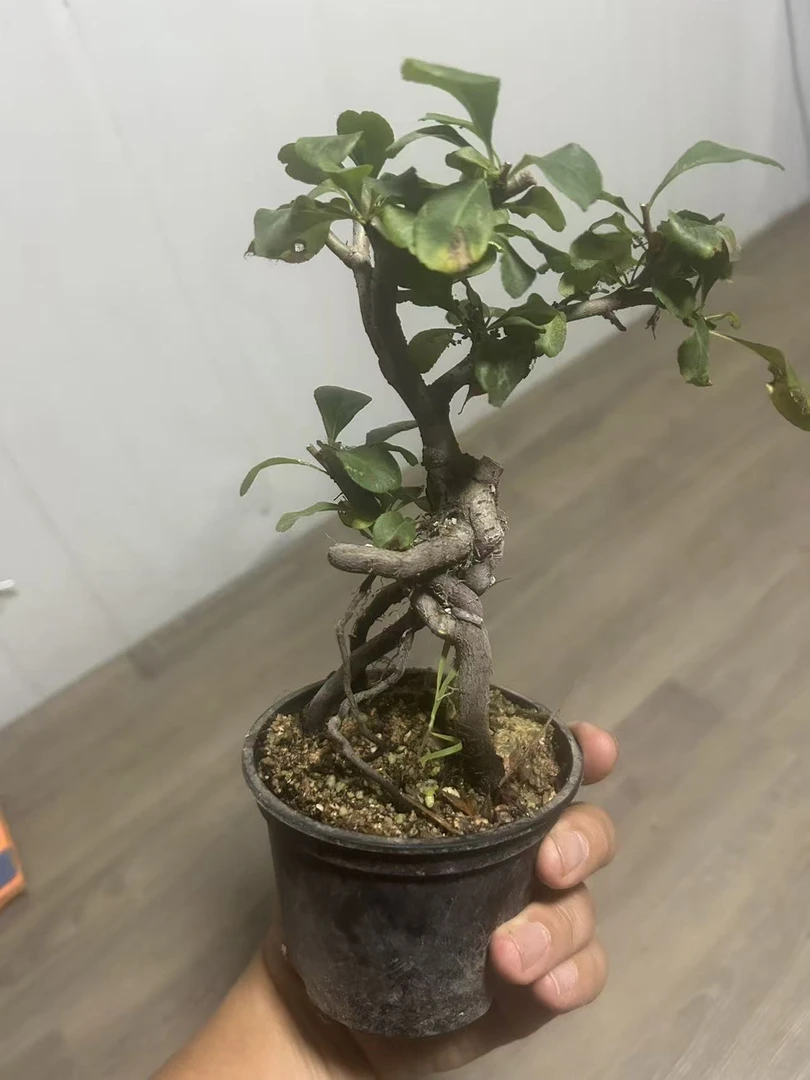原生白花长寿小盆景四季开花