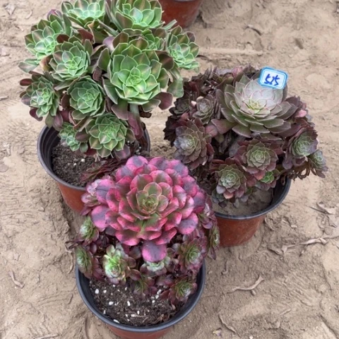 525多肉植物组合，
