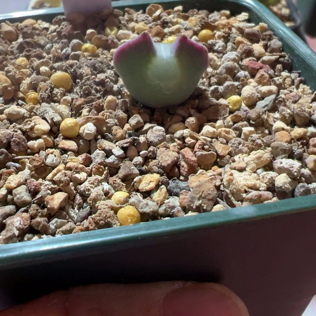 大眼睛四年母本，一物一拍