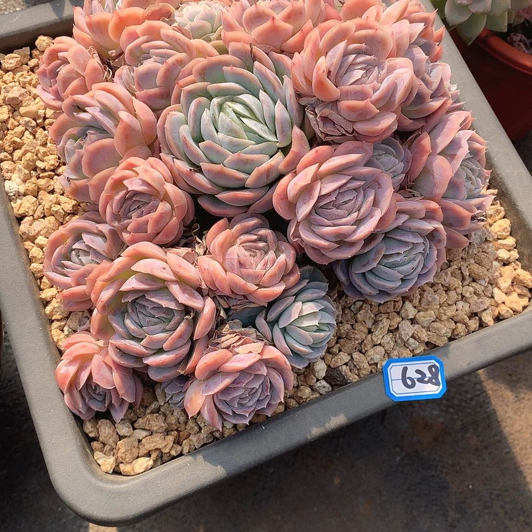 628吸纳 一物一拍多肉