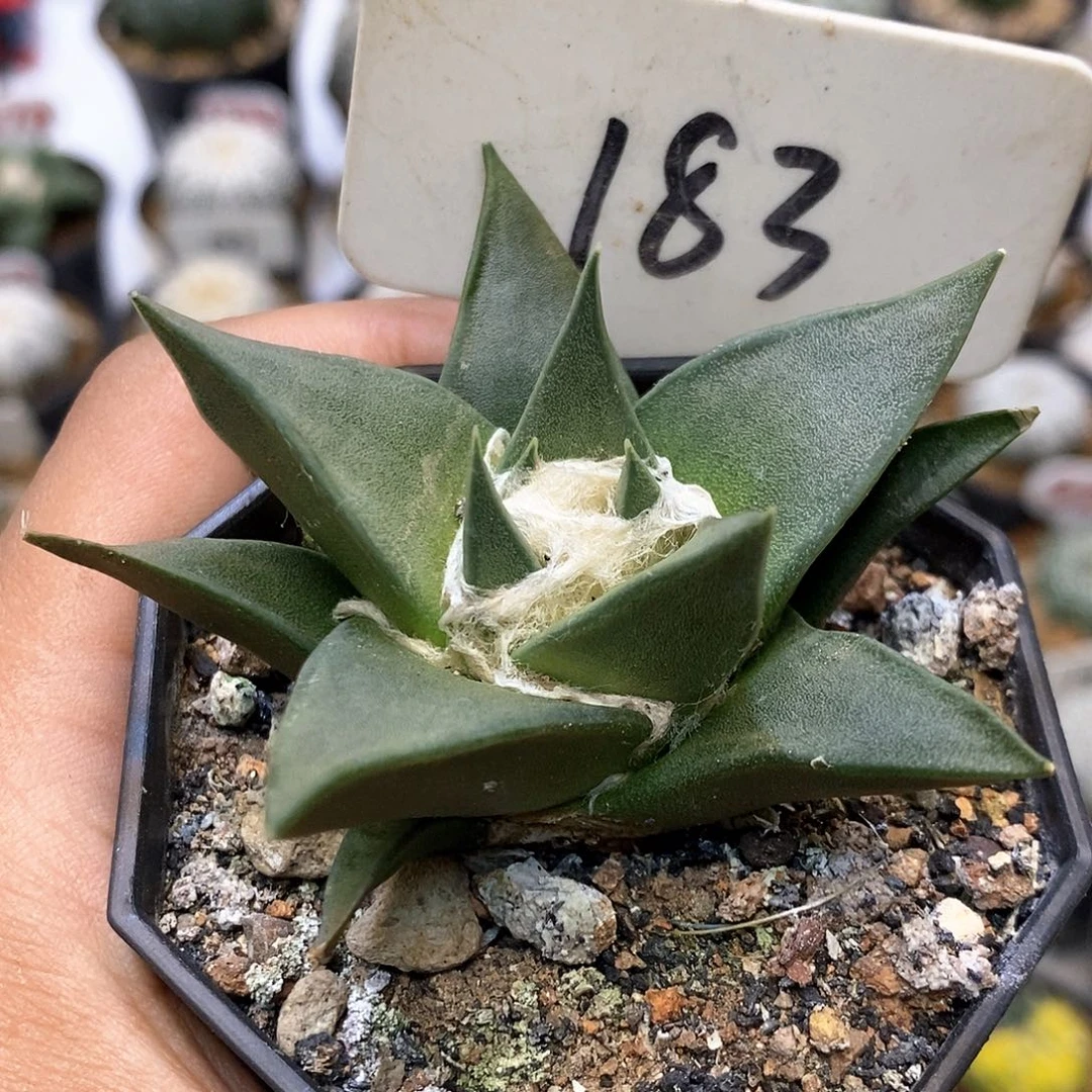 183牡丹特价来了打