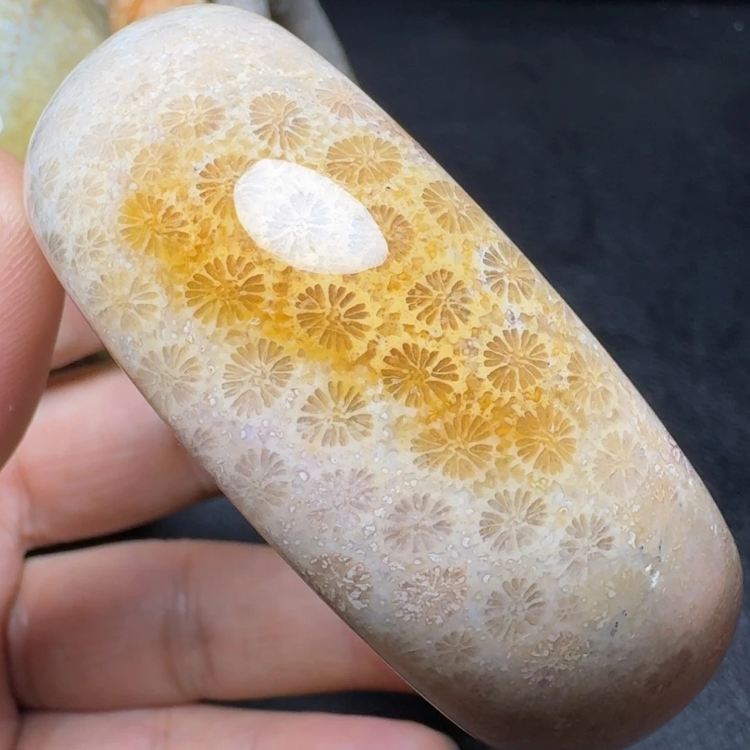 硅化珊瑚(珊瑚玉)58.5圈口未镶嵌
