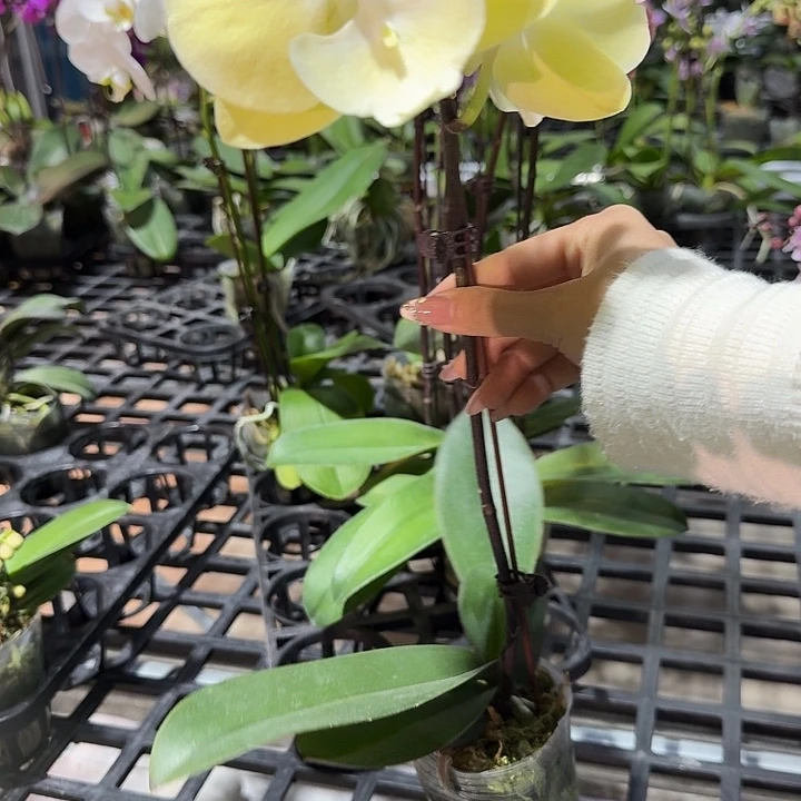 敏****大部分开放少量花苞福利黄