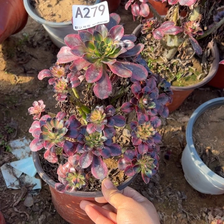 @***芯香奈而多肉植物279.