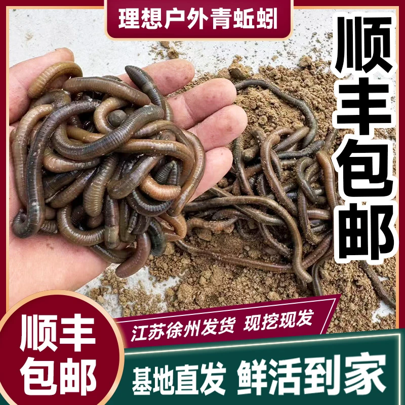 顺丰包邮青蚯蚓鲜活养殖基地直发活饵黄鳝鱼饵垂钓特臭