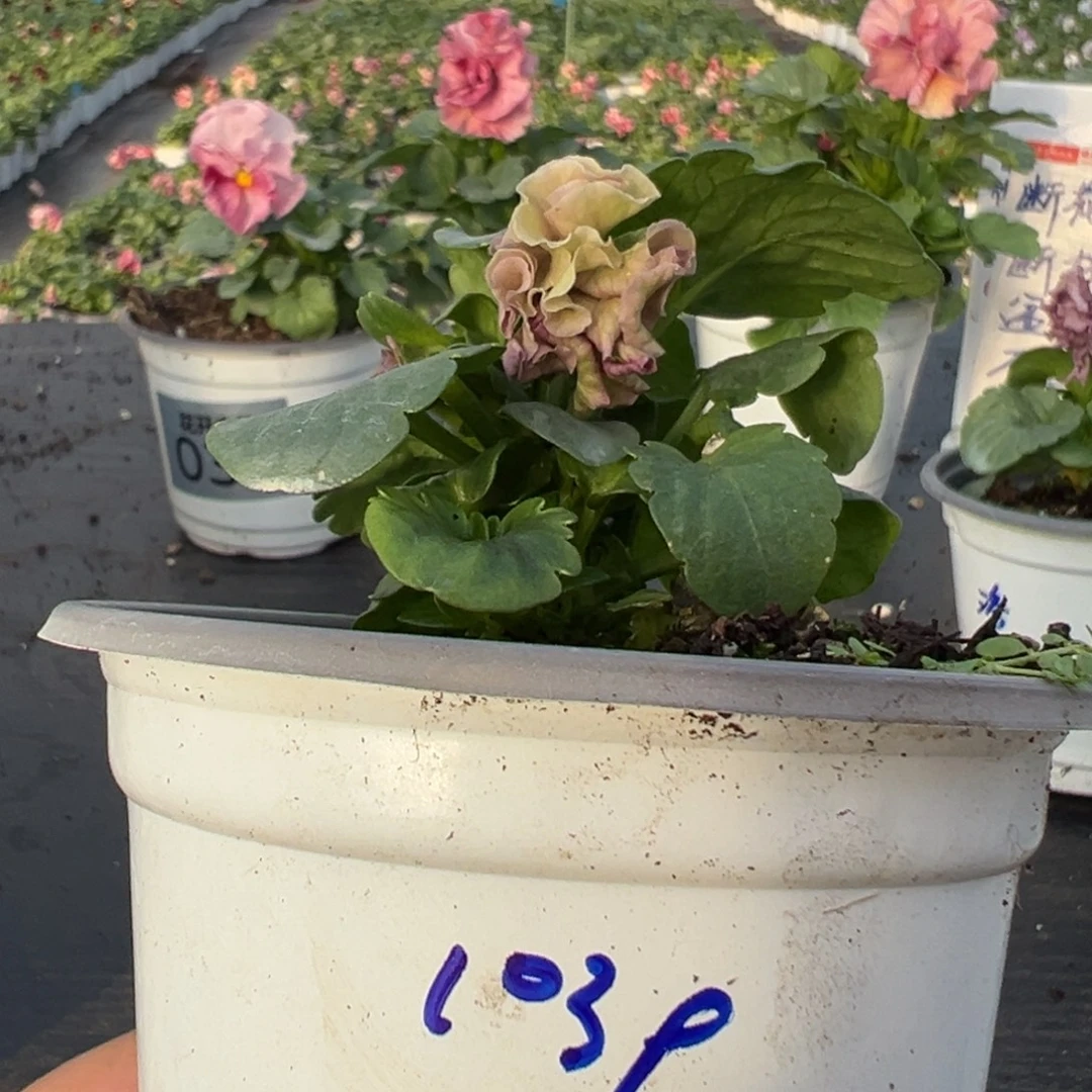 少量花朵（建议范围：2朵-5朵 或40%以下）086号