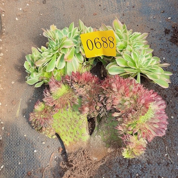 多肉植物福利0688