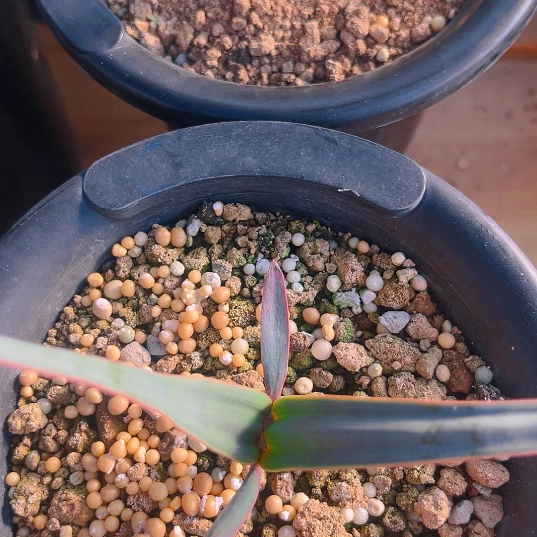 潮流植物白岁兰75折