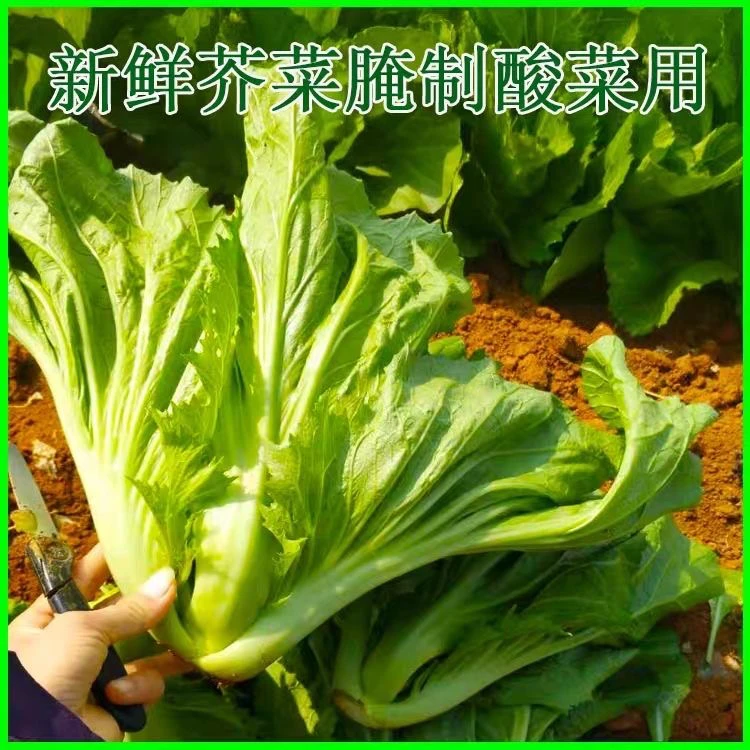 【新客立减】农家自种特价新鲜芥菜包心酸菜玉菜盖菜当季整箱蔬菜