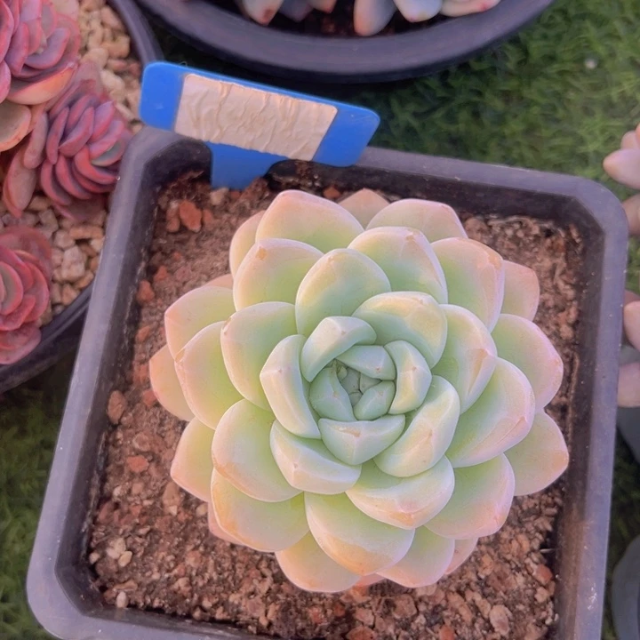 健健康康平平安安