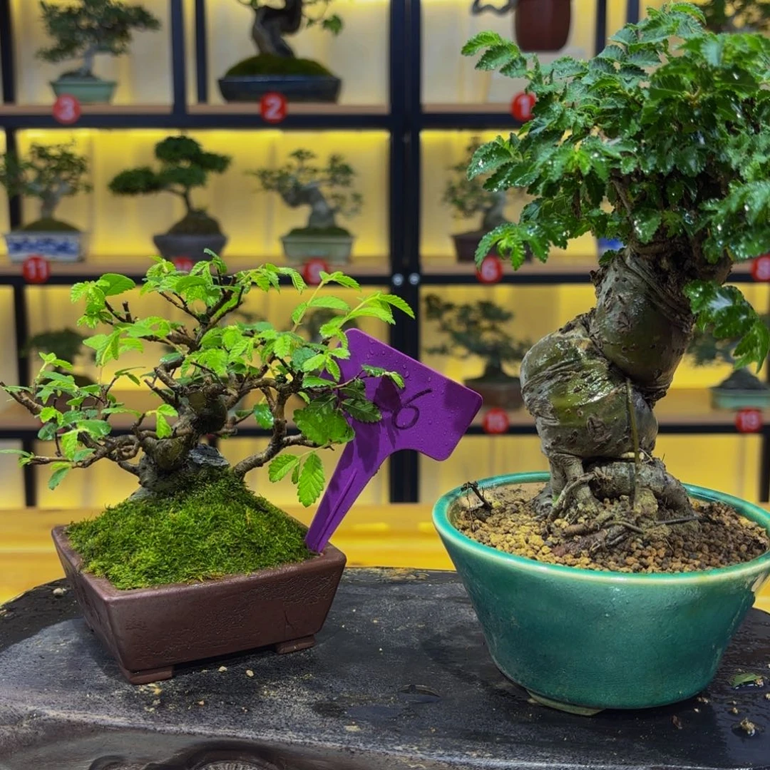 ꧁***꧂无花朵千亿盆景一物一拍