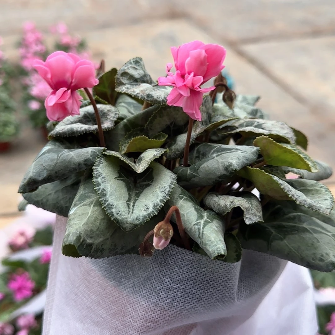 爱****完全开放匹克粉色香味