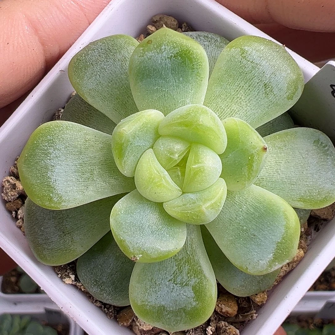 童话甜心P88。