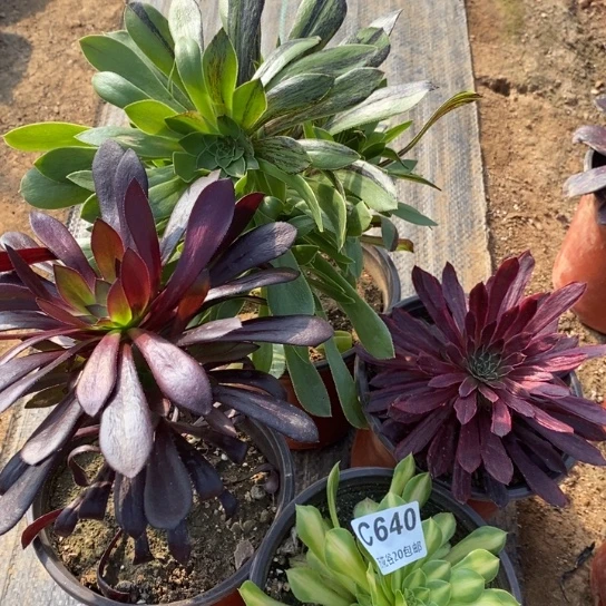 640四棵多肉植物