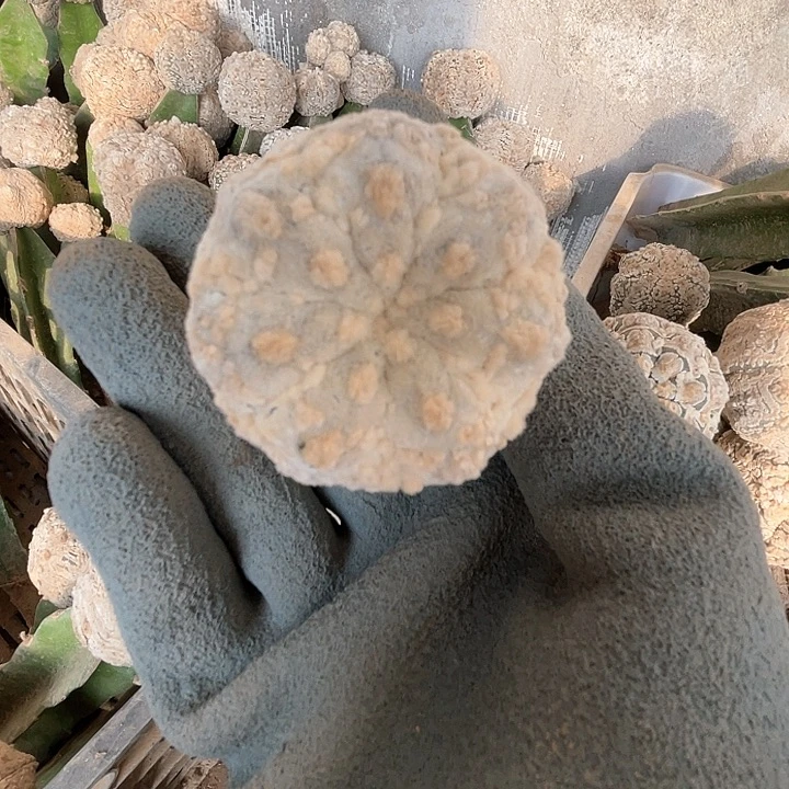 完全开放兜兜兜1