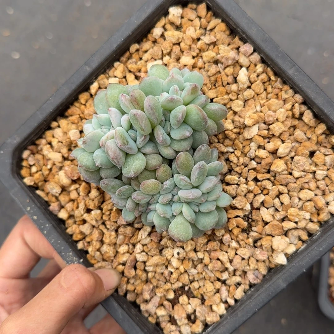 星影缀化一物一拍