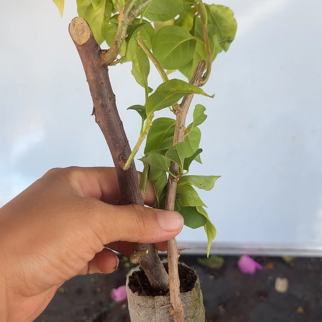 胡***刀无花朵两颗袋苗盲盒