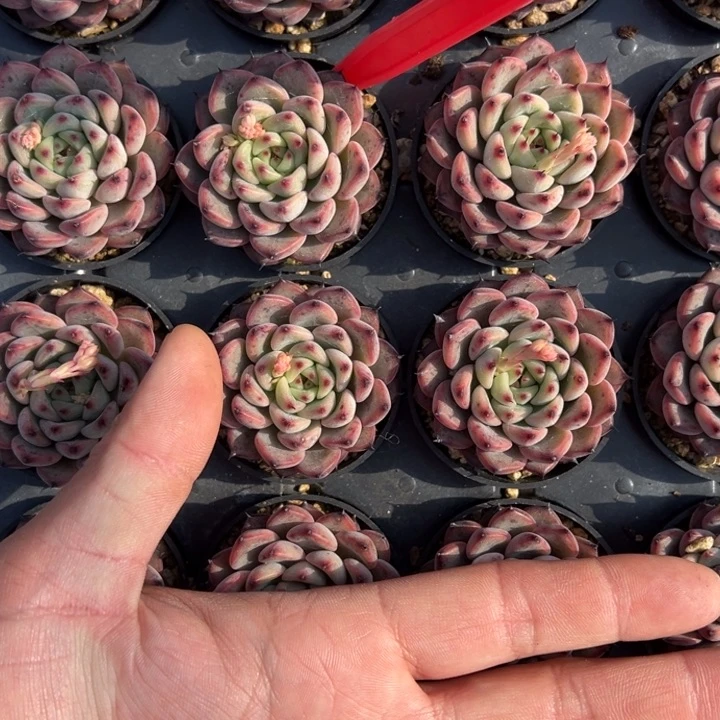 星光珍妮一颗量拍多肉满20包邮初7发