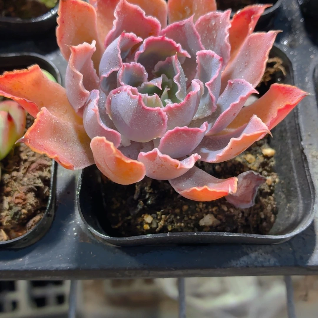 晚霞之舞多肉9.9包邮发货